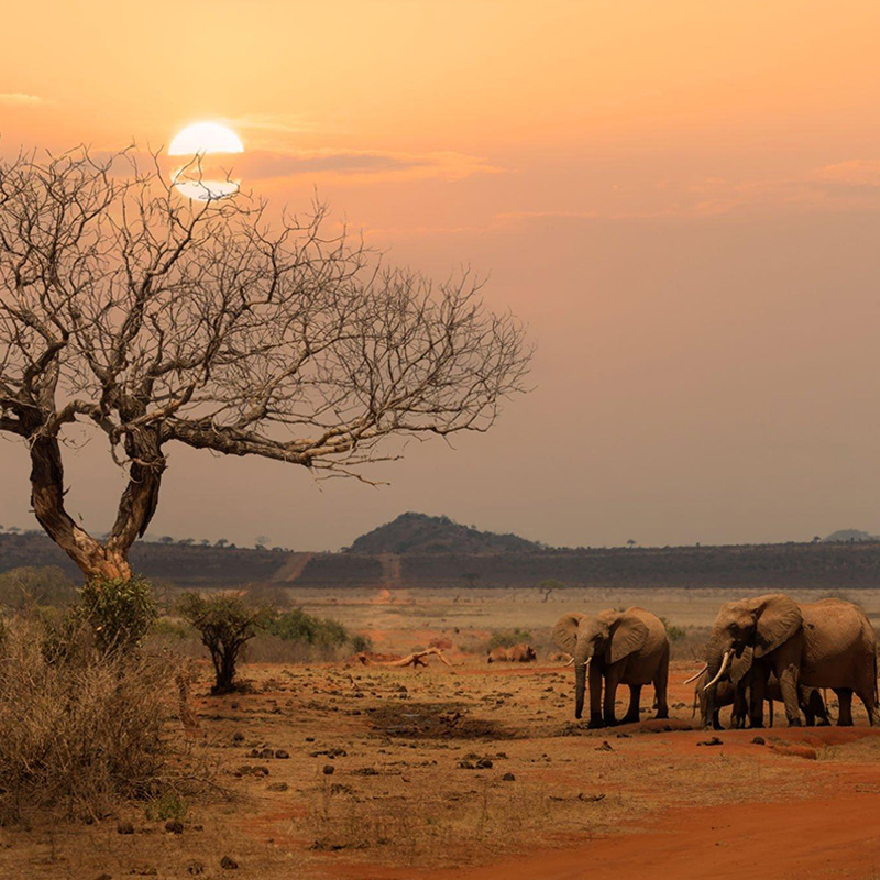 Tsavo