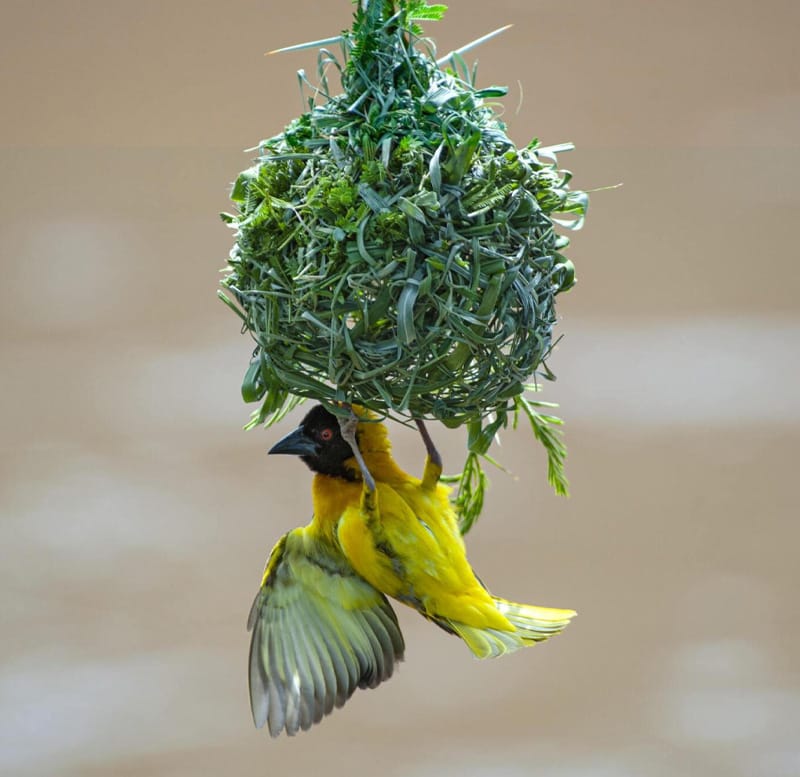 Tanzania Safari Activity. Bird Watching