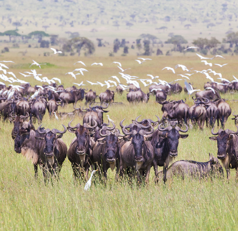 Tanzania Safari .wildebeest migration