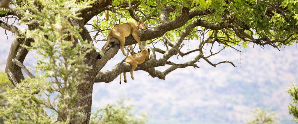 When is the Best Time to Travel to Tanzania?