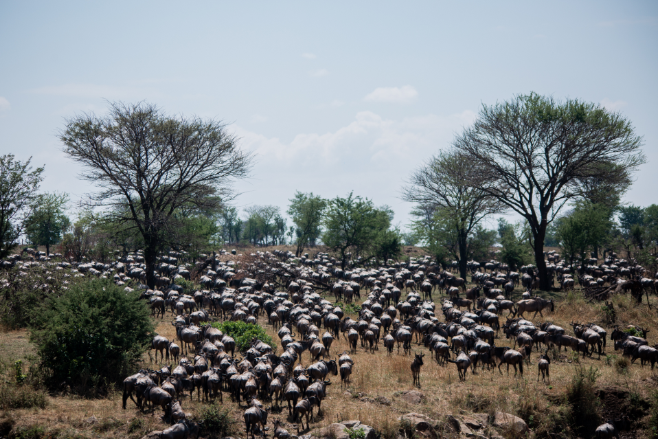 A Huge wildebeests Migration