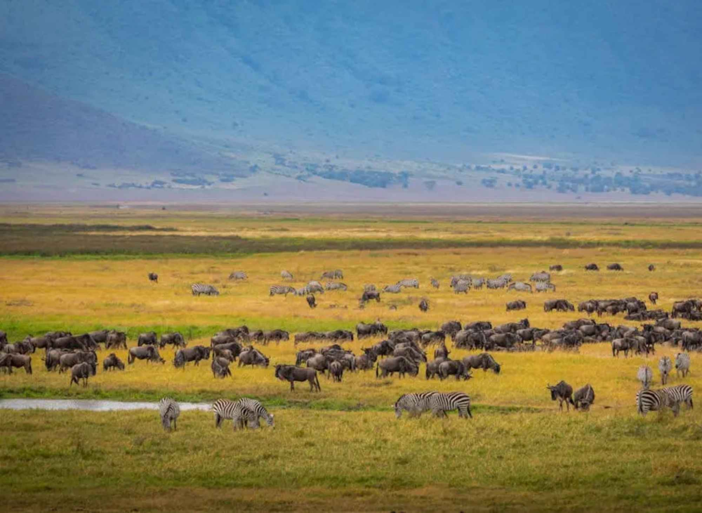 9 Unforgettable Wildlife Encounters on a Wildebeest Migration Journey